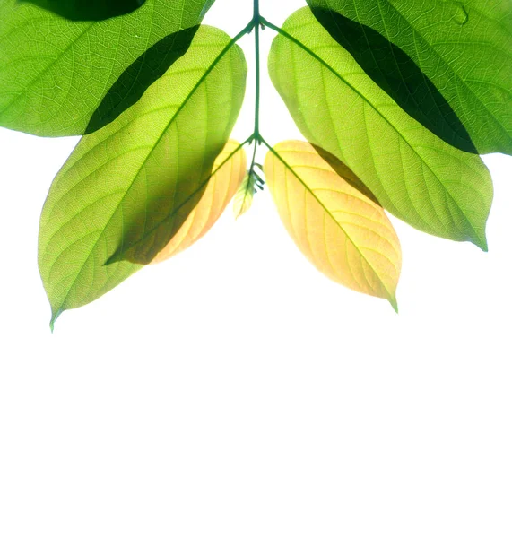 Le pendentif pousses feuilles dans le ciel du printemps . — Photo