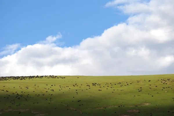 Green meadow — Stock Photo, Image