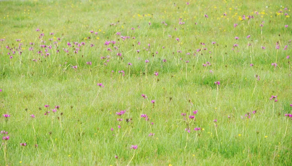 Wildblumen-Wiese — Stockfoto