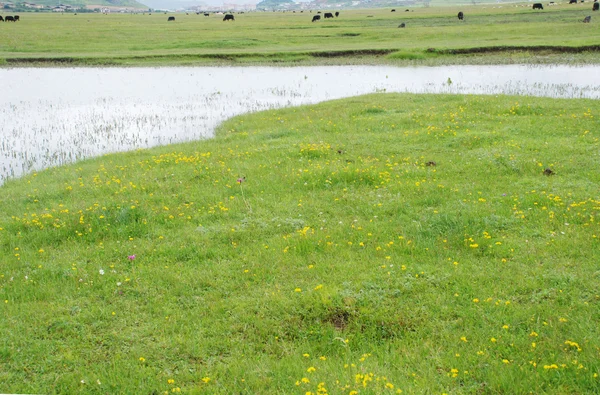 Cow feeding on the grassland — Stock Photo, Image