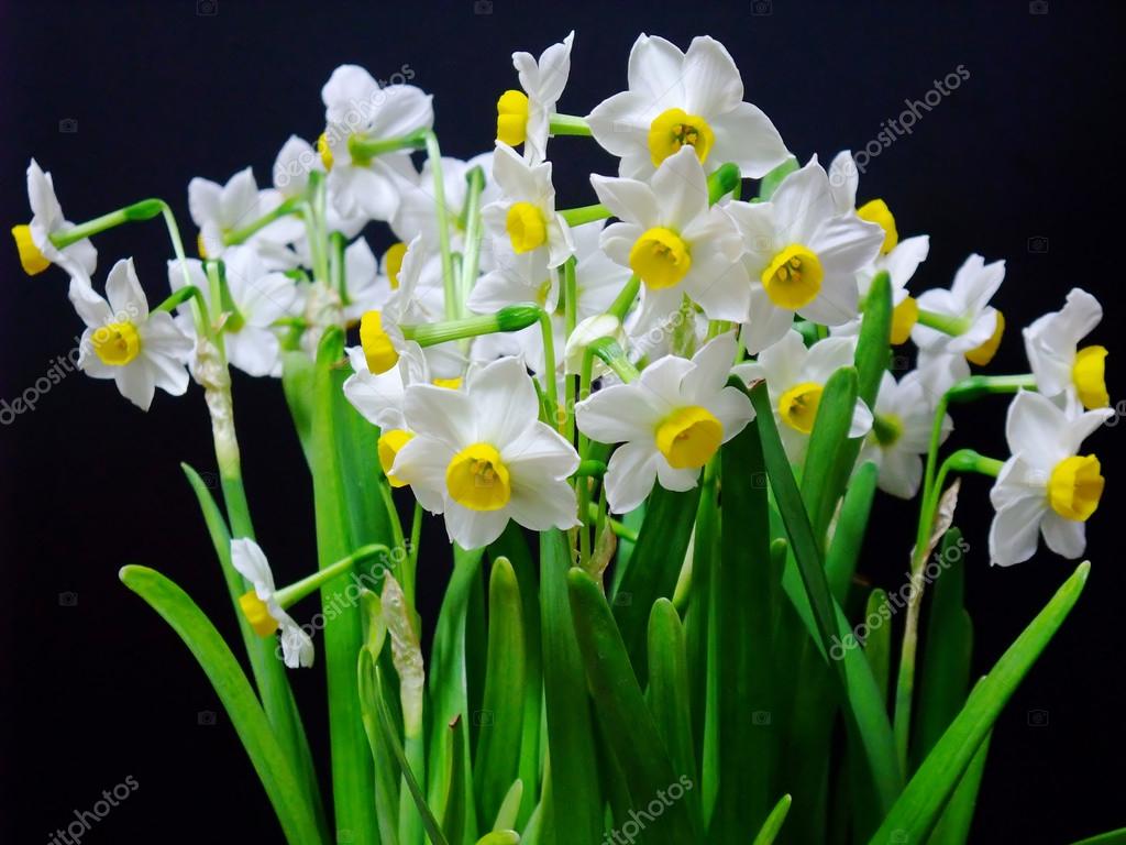 黒の背景に分離された花瓶に美しい白い水仙の花束 ストック写真 C Donkeyru