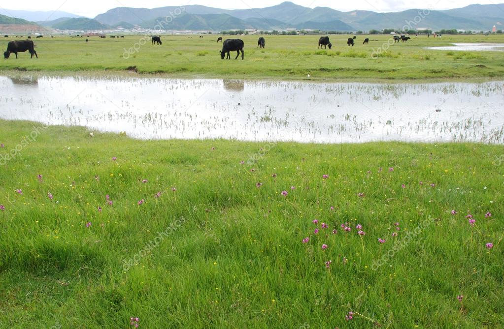 Cow feeding on the grassland