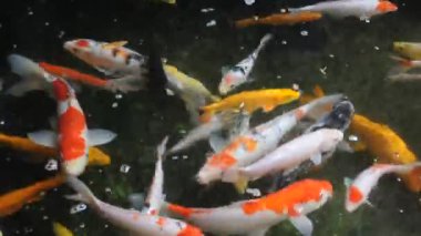 renkli koi carps gölet.