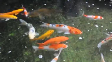 renkli koi carps gölet.