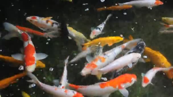 Carpes de koï colorées dans l'étang .