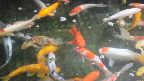 Carpes de koï colorées dans l'étang .