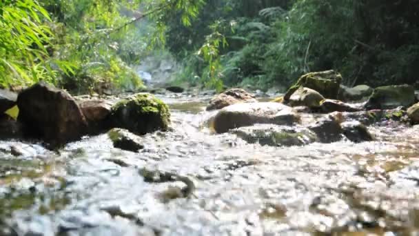 Ribeiro fluindo claro, água e pedras . — Vídeo de Stock
