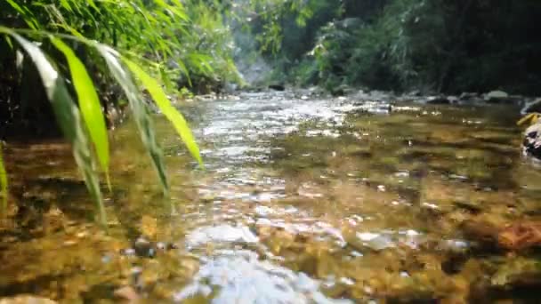 Ribeiro fluindo claro, água e pedras . — Vídeo de Stock