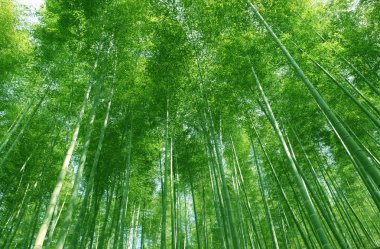 şanlı sabah güneş güzelleşmek bambu ormanı.