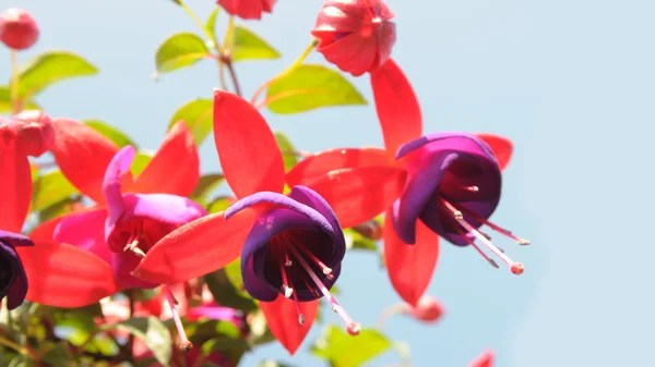 Der Frühling blüht auf — Stockfoto