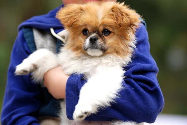 Puppy in arms — Stock Photo, Image