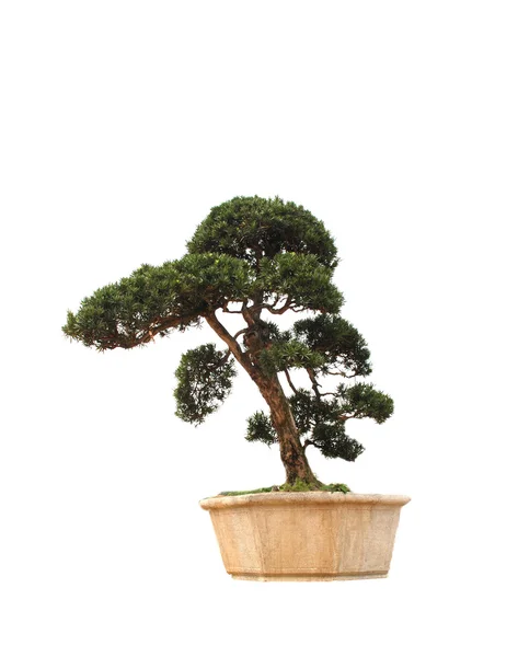 O bonsai chinês árvore de banyan em um pote de cerâmica . — Fotografia de Stock