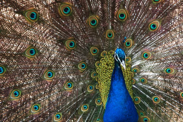 Il pavone diffondendo piume colorate bella coda . — Foto Stock