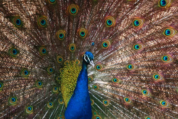 The peacock spreading colorful beautiful tail feathers. — Stock Photo, Image