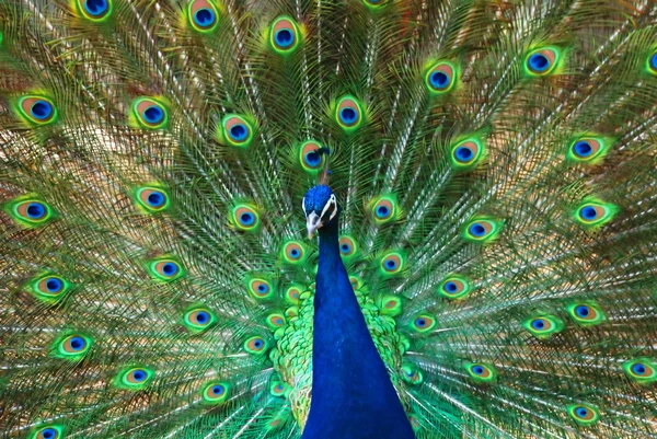 Il pavone diffondendo piume colorate bella coda . — Foto Stock