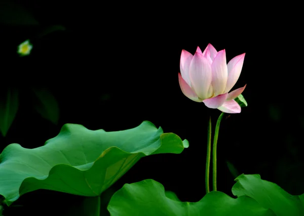 Schöne Sommerblumen aus nächster Nähe — Stockfoto