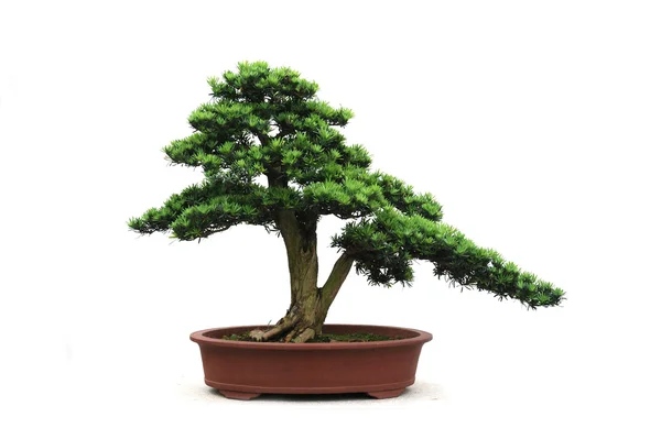 The dwarfed bonsai yacca tree in pot — Stock Photo, Image