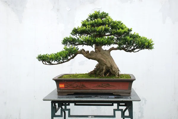 The dwarfed bonsai yacca tree in pot — Stock Photo, Image