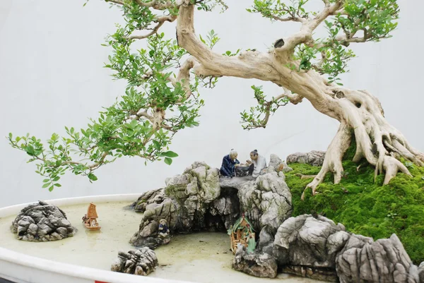 O bonsai chinês — Fotografia de Stock