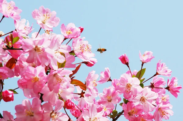开花蟹苹果花在晴朗的蓝色天空与一只蜜蜂飞的粉红色中国蓬勃发展. — 图库照片