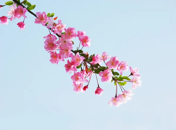 Ανθίσει ροζ κινέζικα ανθοφορίας λουλούδια ξινόμηλο σε τον γαλάζιο ηλιόλουστο ουρανό — Φωτογραφία Αρχείου