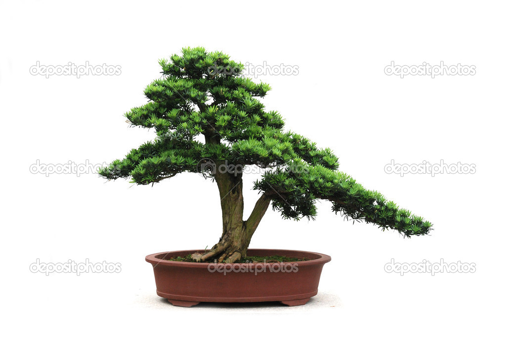 The dwarfed bonsai yacca tree in pot