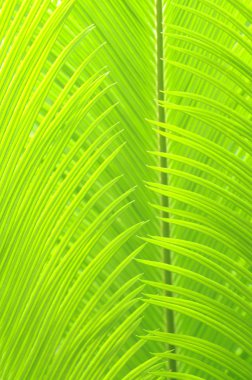 palmiye ağacı yaprakları