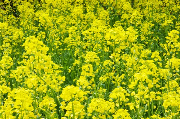 Der schöne gelbe Rapsblütenhintergrund. — Stockfoto