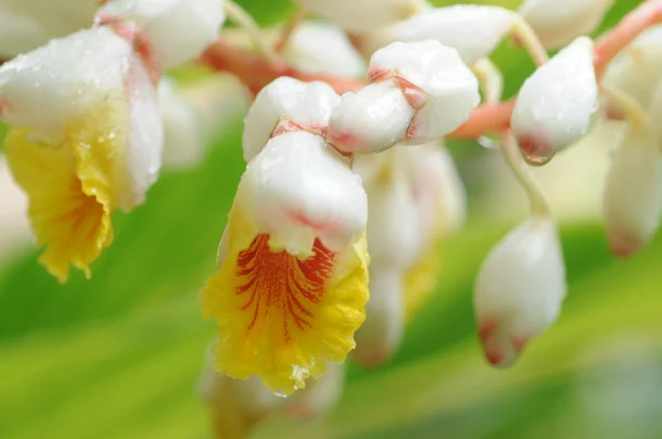 Feche o quadro de uma flor de descaroçador de concha . — Fotografia de Stock