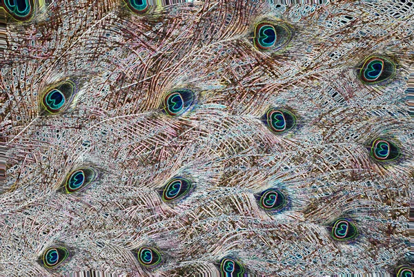 La colorata e lucente coda di pavone che diffonde piume . — Foto Stock
