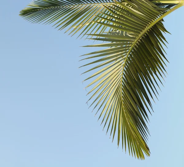 A folha de palmeira cubana verde caída no céu azul . — Fotografia de Stock