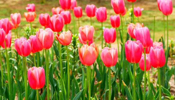 Flores de tulipán en plena floración . — Foto de Stock