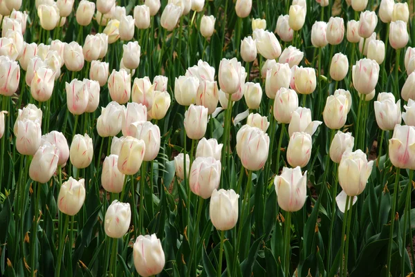 Tulip flowers in full bloom. — Stok fotoğraf