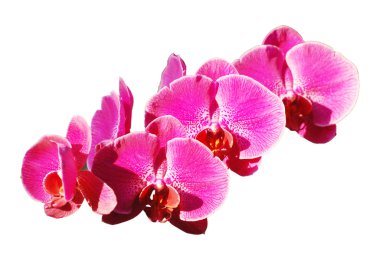 leylak rengi güve orkide çiçek dizeleri.