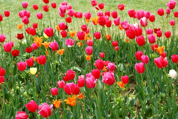 Tulip flowers in full bloom. — Stok fotoğraf