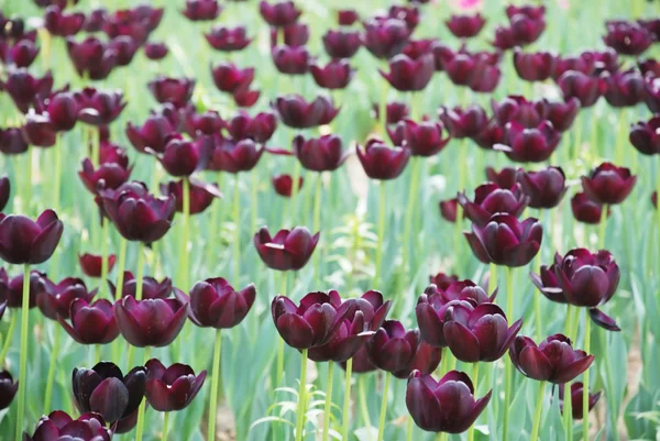 Tulipano viola scuro - spesso indicato come "tulipani neri" - con altri tulipani sullo sfondo . — Foto Stock