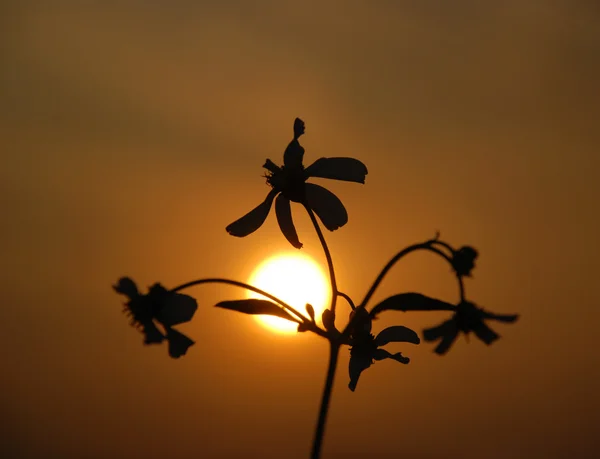 La puesta del sol y las flores silvestres en el día de primavera . —  Fotos de Stock