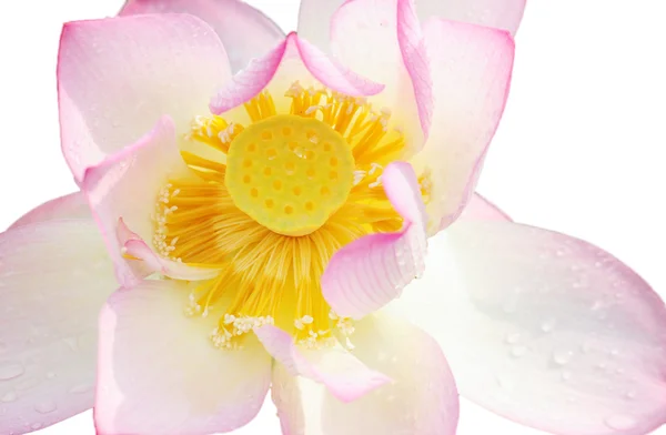 La flor de loto rosa aislada sobre fondo blanco, pura y encantadora . — Foto de Stock