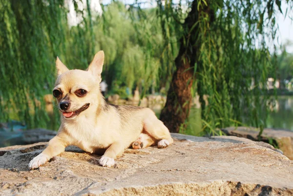 Chihuahua cão Fotos De Bancos De Imagens