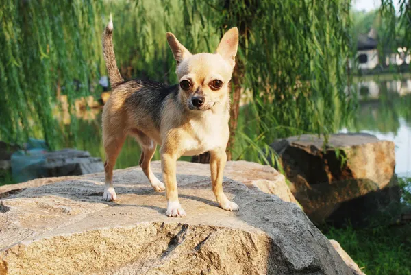 Chihuahua cão Imagens De Bancos De Imagens Sem Royalties