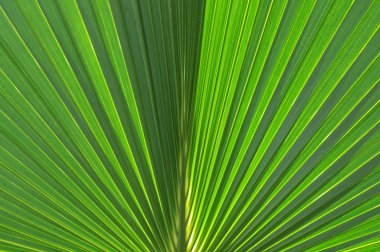 Yeşil Küba palm leaveclose kadar