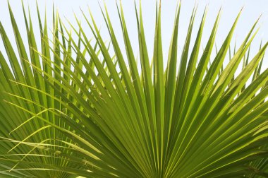 Yeşil Küba palm leaveclose kadar