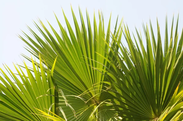 Zielone palmy kubański leaveclose się — Zdjęcie stockowe