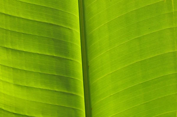 Green Cuban palm leaveclose up — Stock Photo, Image