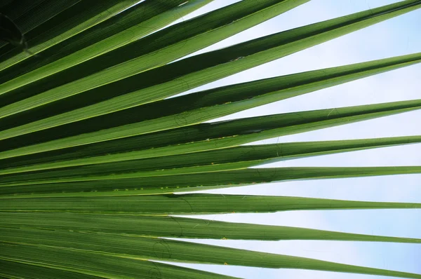 Green Cuban palm leaveclose up — Stock Photo, Image