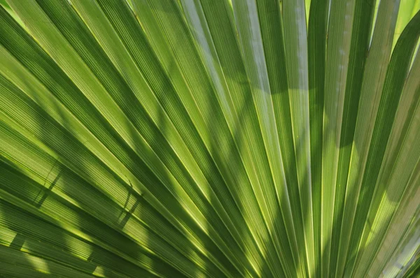 Gröna kubanska palm leaveclose upp — Stockfoto