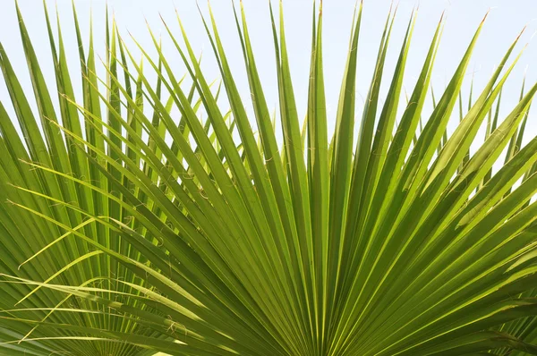 Yeşil Küba palm leaveclose kadar — Stok fotoğraf