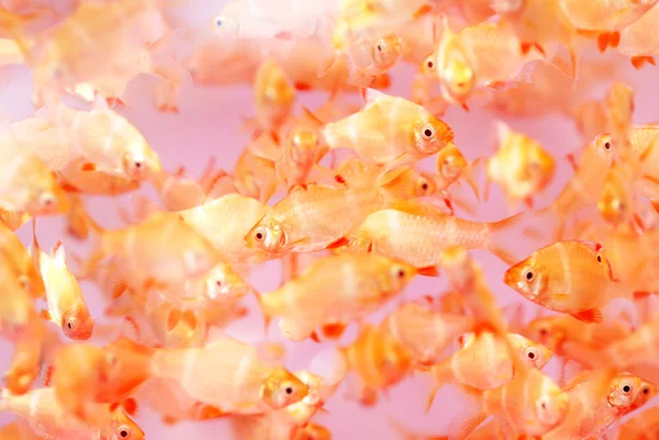 Die farbenfrohen transluzenten tropischen Fische schwimmen im klaren Wasser. — Stockfoto