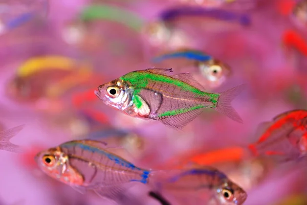 Die farbenfrohen transluzenten tropischen Fische schwimmen im klaren Wasser. — Stockfoto