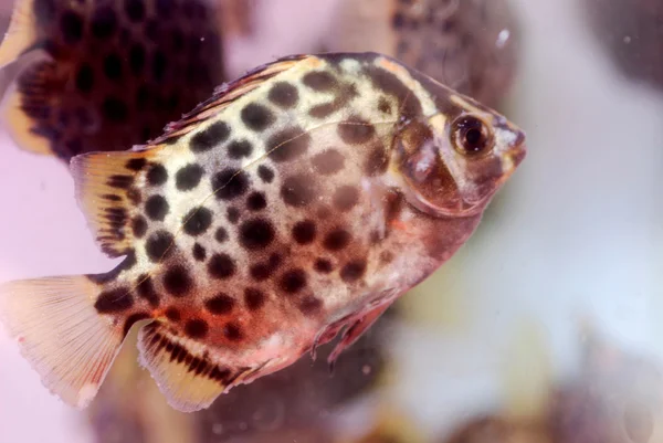 Kiteiset trooppiset kalat — kuvapankkivalokuva